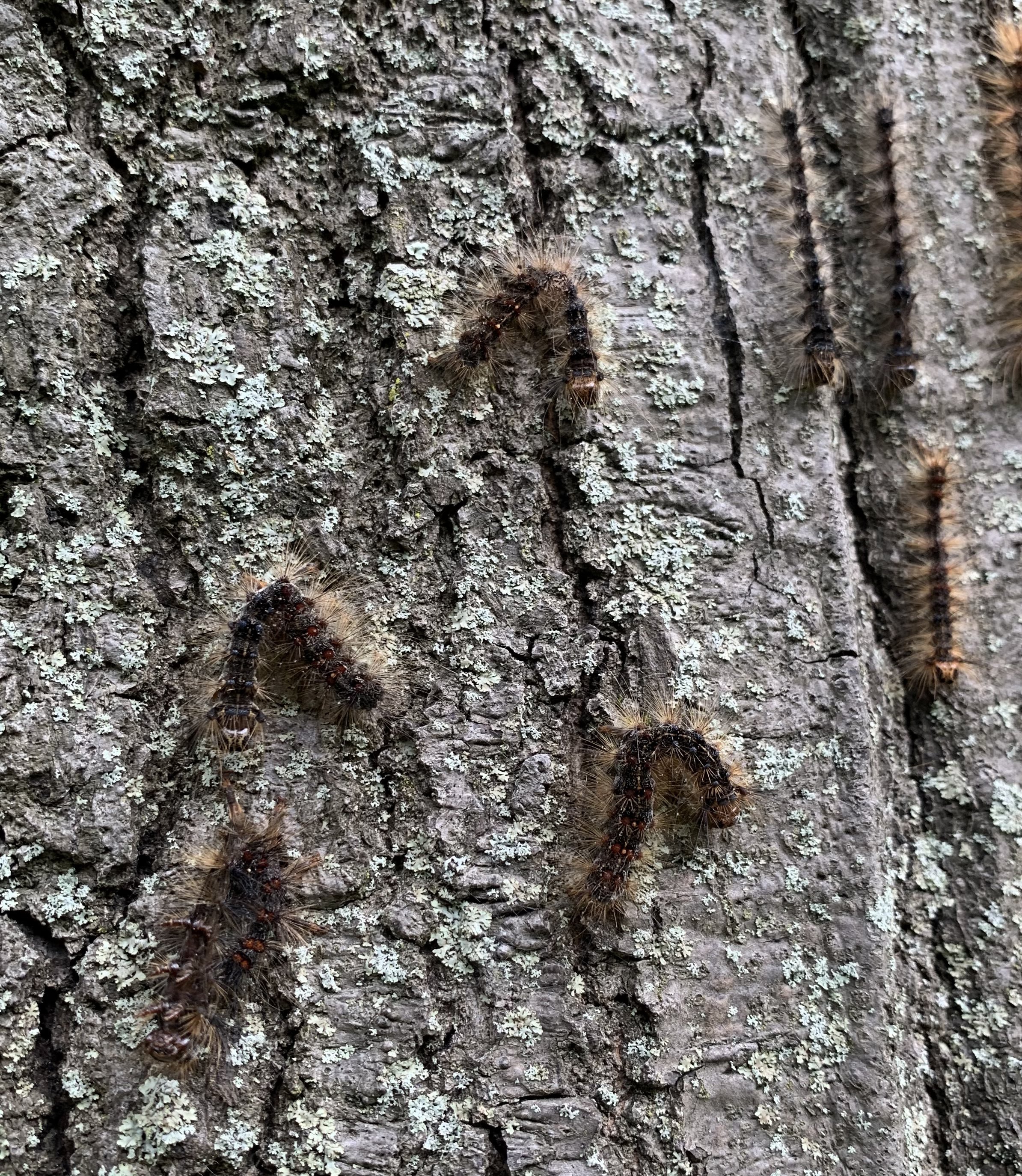 Gypsy moth infected by virus